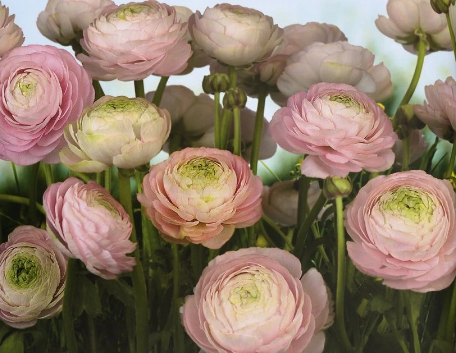 Φωτοαπετσαρία 8-894 Gent.Rose368X254 EN 1