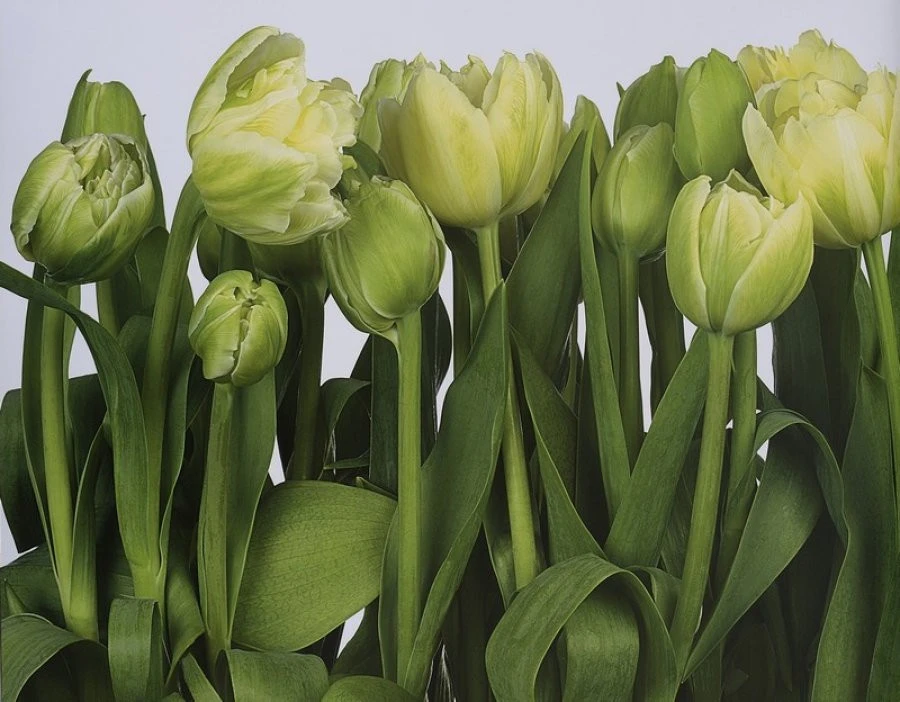 Φωτοαπετσαρία  8-900 Tulips 368X254 EN 1