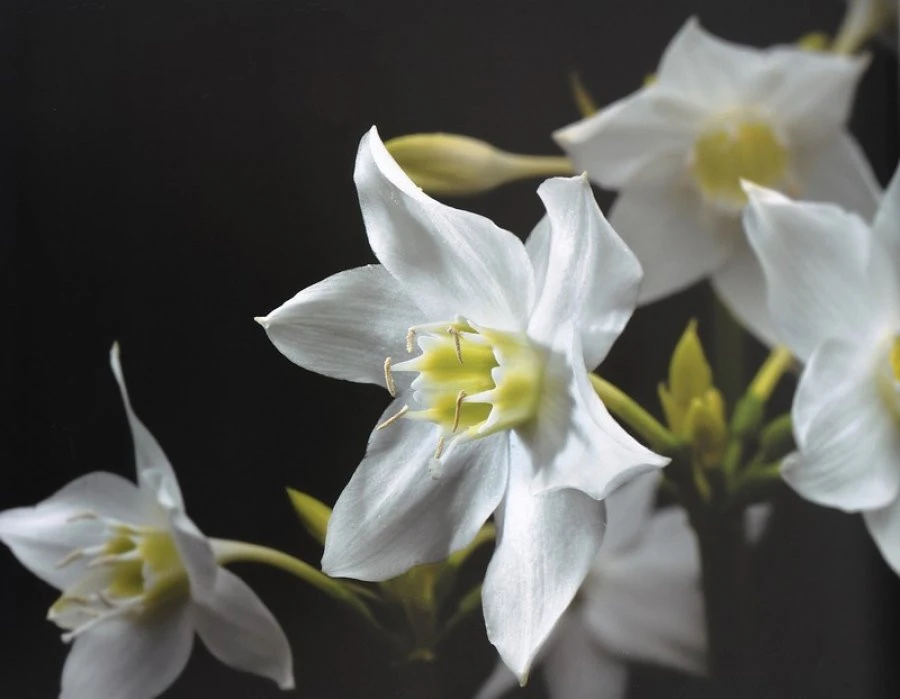 Φωτοαπετσαρία 4-259 Madonna 254X184 1