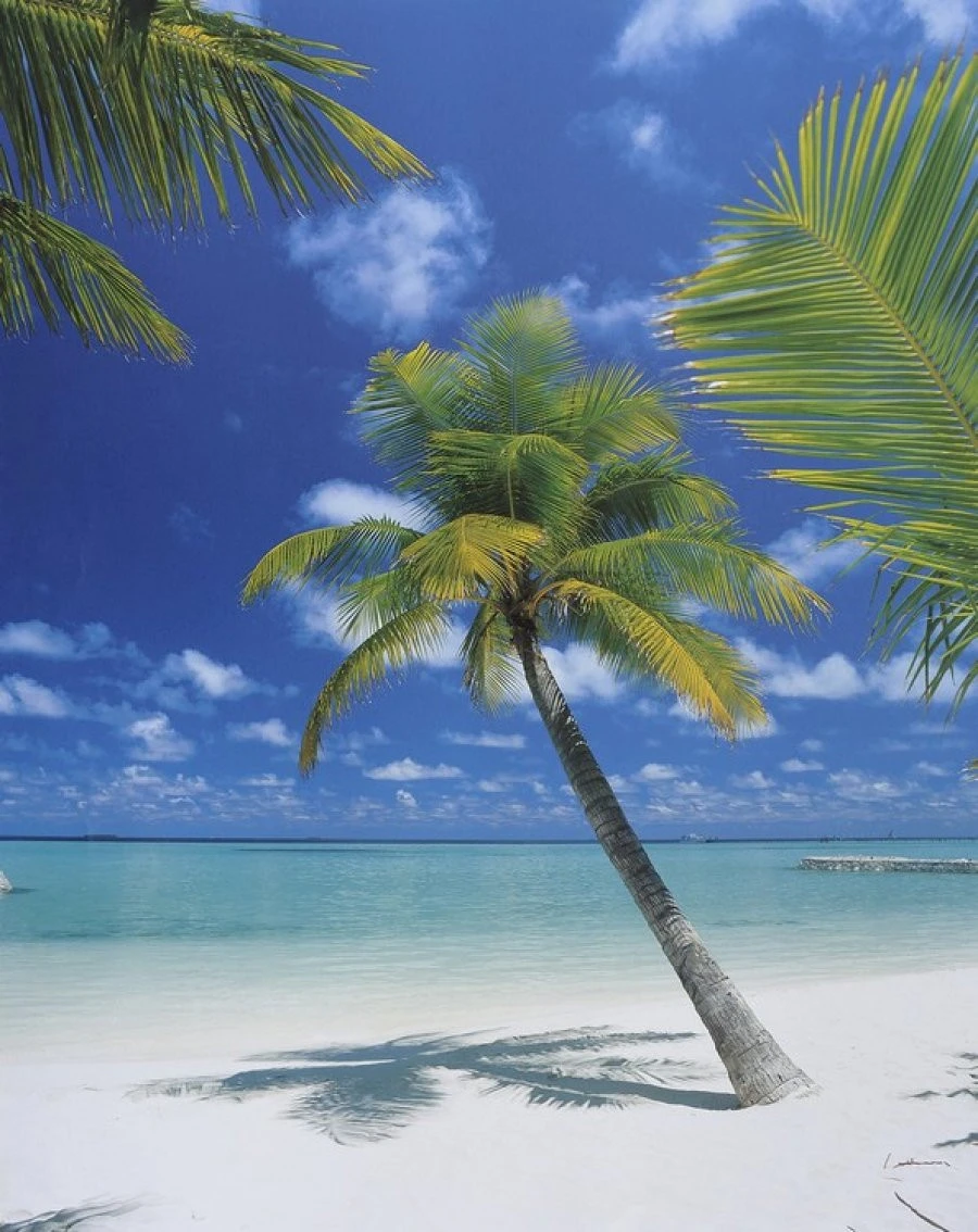 Φωτοαπετσαρία  4-883 Ariatol 184X254 1