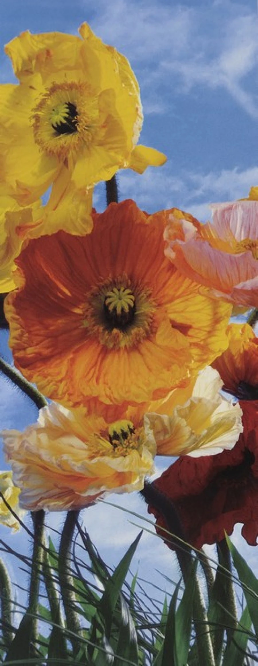 Φωτοαπετσαρία  2-1257 Poppy 92X220 EN 1