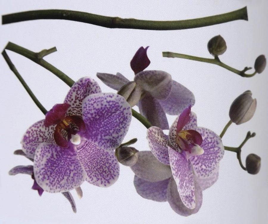 Sticker 17702H Orchidee 100X70 EN 1