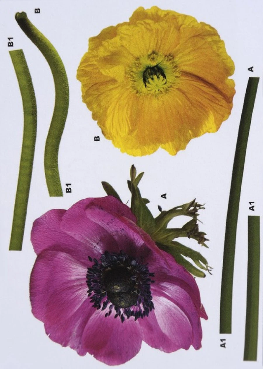 Sticker 17012H Anemone 50X70 EN 1