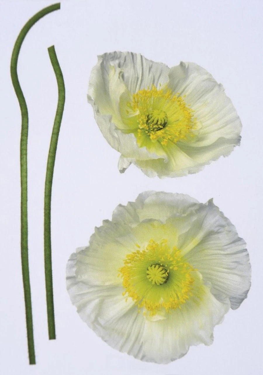 Sticker 17022H Pavot Bl. 50X70 EN 1