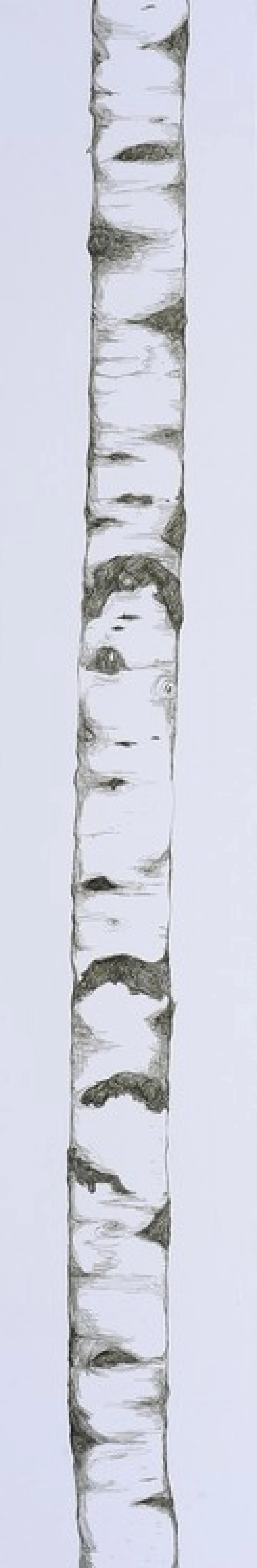 Ταπετσαρία P032401-1 45X265 EN 1